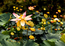Lotuses by Jon Woodhams