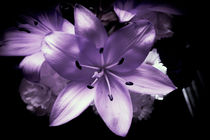 Lilac flowers von Gema Ibarra