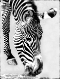 Zebra von Leopold Brix