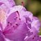 Rhododendron-004b-cut-6000