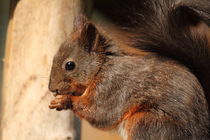 Eichhörnchen squirrel von Uwe Fuchs