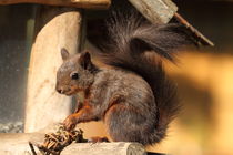 Eichhörnchen squirrel by Uwe Fuchs