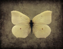 Butterfly 3 by Steve Ball