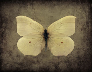 Butterfly-grunge-8a