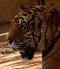 tiger by emanuele molinari