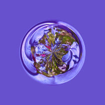  Flower purple in the globe von Robert Gipson