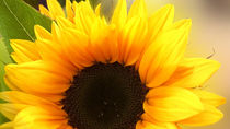 sun petals by Jacqueline Schreiber