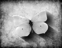 Butterfly Shadow Mono by Steve Ball