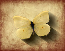 Butterfly Shadow by Steve Ball