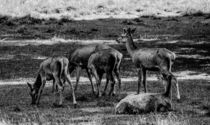 Deer Herd by Patrycja Polechonska