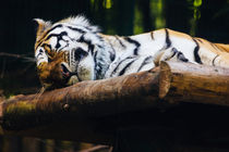 Sleeping Tiger by Patrycja Polechonska