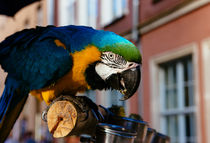 Blue Macaw by Patrycja Polechonska