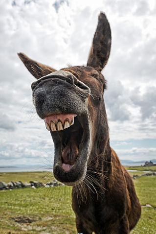 Laughing-donkey