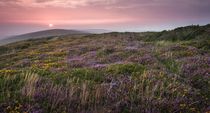 Gower heather sunset by Leighton Collins