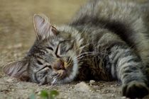 Sleeping cat by Anca Damian