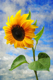 Sunflower von CHRISTINE LAKE
