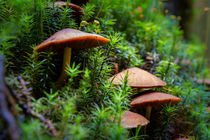Hidden mushrooms by Andreas Levi