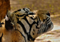 wild tiger in thailand by emanuele molinari