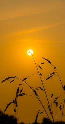 Golden Sun by Thomas Ulbricht