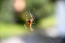 Spinne wacht im Netz by ann-foto