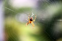 Spinne repariert ihr Netz by ann-foto
