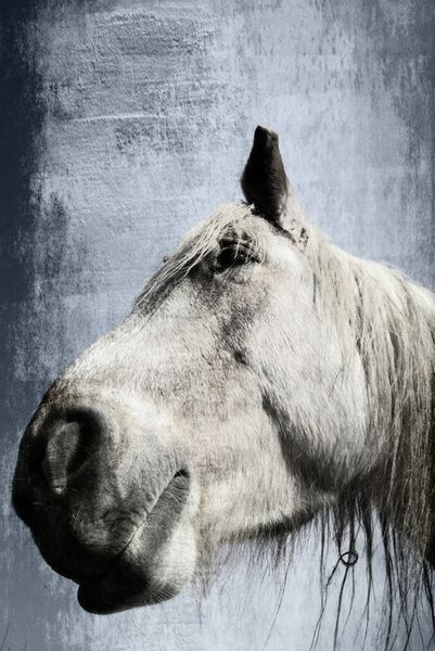 Pferd-02-d014-6000