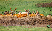 Resting Deer Herd by Patrycja Polechonska