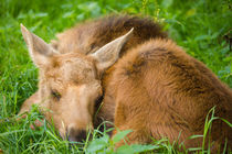 Baby Moose von Patrycja Polechonska