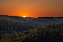 Forest Sunrise von David Tinsley