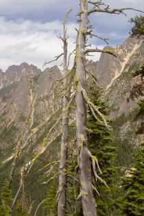 Weathered Pine Cascades by Peter J. Sucy
