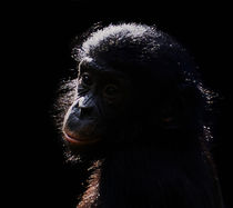 Poster Baby Affe Bonobo von Doris Krüger