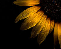 Backyard Flowers 28 Sunflower von Brian Carson