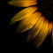 Backyard-flowers-28-sunflower-4x5-faa