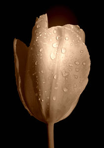 Tulip in Sepia by CHRISTINE LAKE