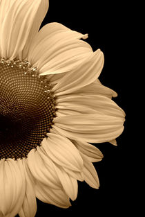 Peeping Sunflower by CHRISTINE LAKE