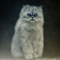 The Cat by AD DESIGN Photo + PhotoArt