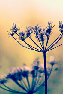 Wild Carrot in Seed by Vicki Field