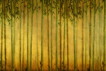 Bamboo-rising