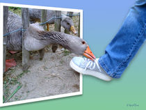 Gans du hast den Schuh gestohlen  - nicht ganz- (Goose you have the stolen shoe - not quite - ) by Wolfgang Pfensig