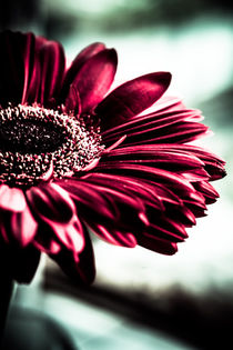 Gerbera Daisy  by Isabel  Laurent