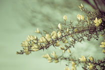 When gorse flowers sing their melody von loriental-photography