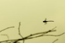 libelle im flug - dragonfly flying von mateart