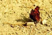 shadow of a butterfly - schmetterlings schatten by mateart