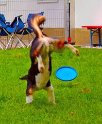 Dog-Frisbee by M. Ziehr
