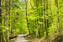 Grüne Bäume im Wald im Frühling Naturpark Schönbuch von Matthias Hauser