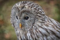 Eule - Owl by Jörg Hoffmann