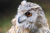 Eule - Owl von Jörg Hoffmann
