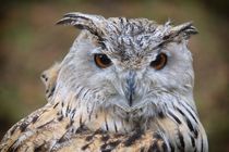Sibirischer Uhu - Owl - Eule von Jörg Hoffmann