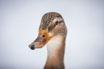 duck portrait III by Simon Andreas Peter
