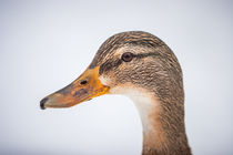 duck portrait II by Simon Andreas Peter